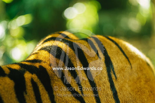 Sumatran tiger back and shoulder stripes. Zoological Board of Victoria, Melbourne, Australia.
