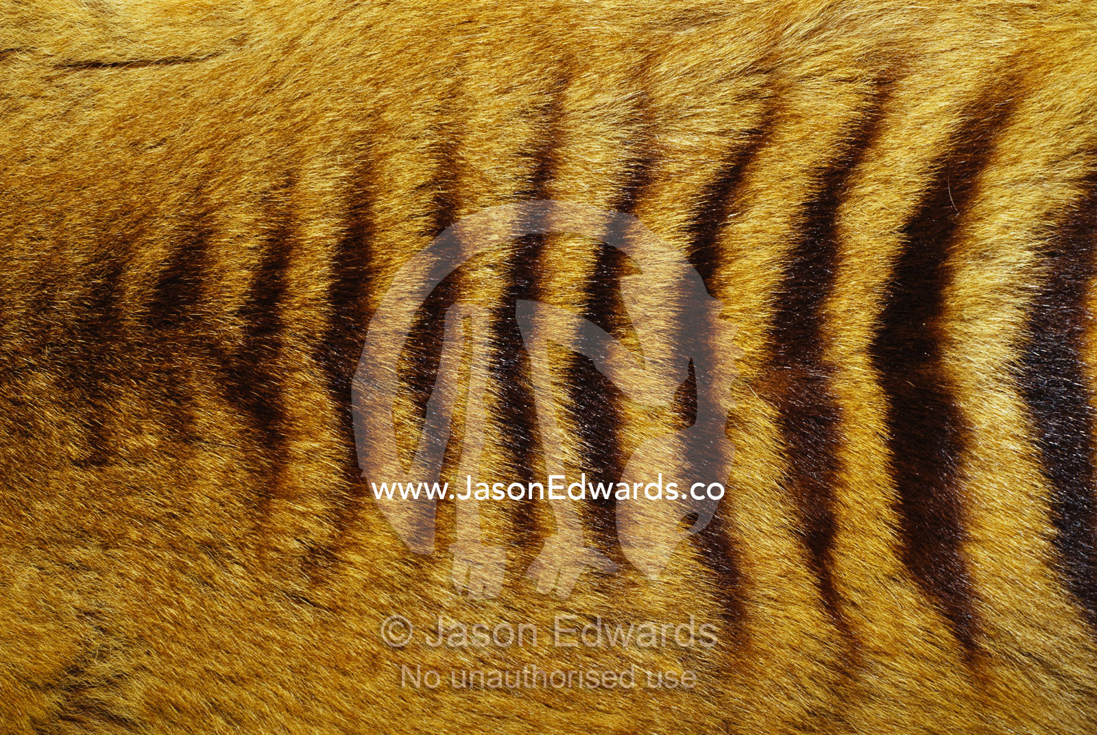 Close view of Tasmanian wolf fur. Launceston, Tasmania, Australia.