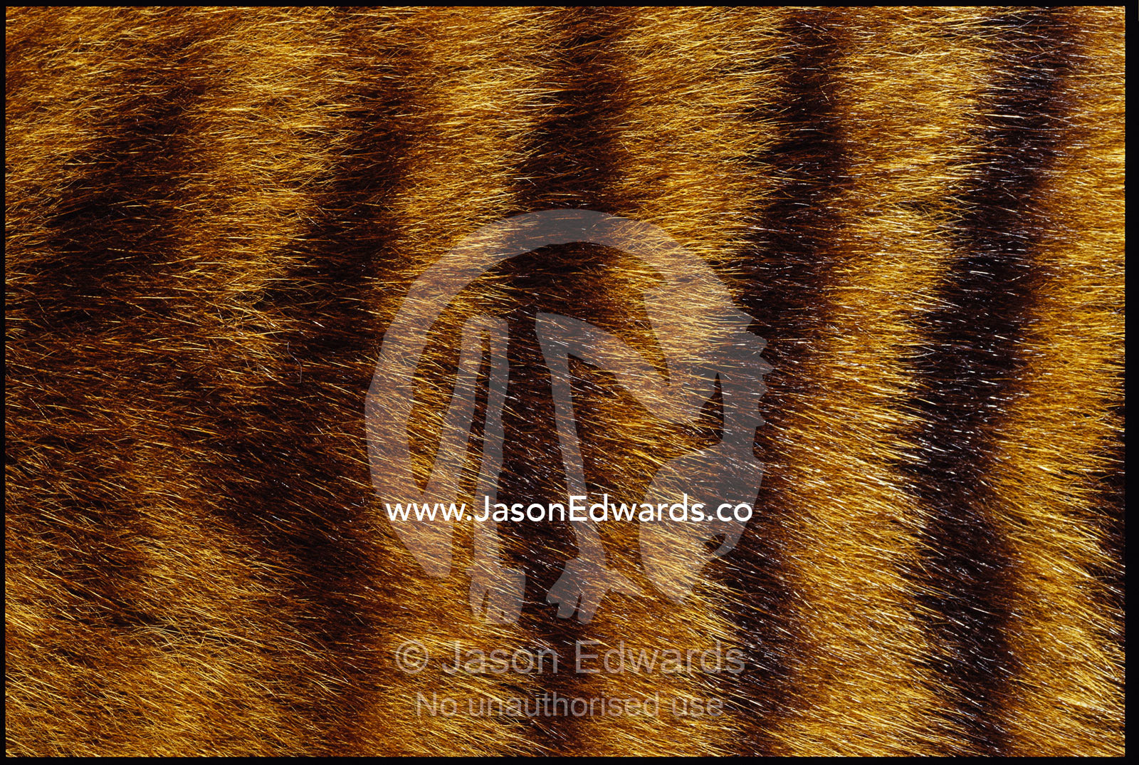 Close view of Tasmanian wolf fur markings. Launceston, Tasmania, Australia.