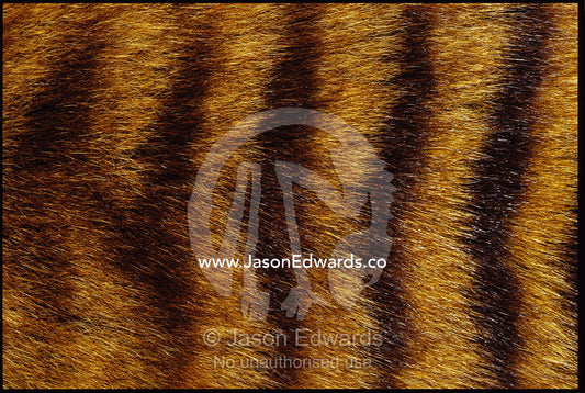 Close view of Tasmanian wolf fur markings. Launceston, Tasmania, Australia.