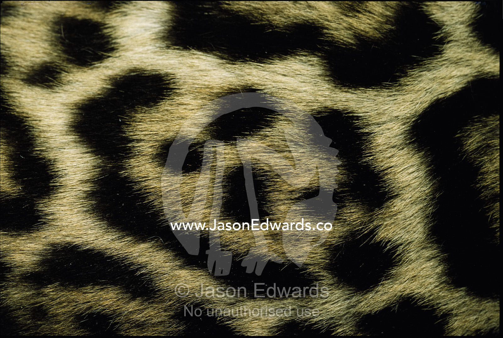 Close view of jaguar fur markings. Zoological Board of Victoria, Melbourne, Australia.