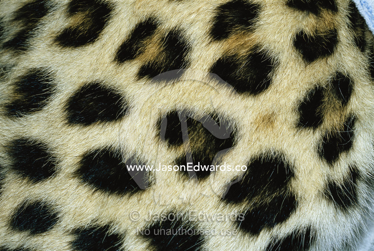 Close view of Persian leopard fur markings. Zoological Board of Victoria, Melbourne, Australia.