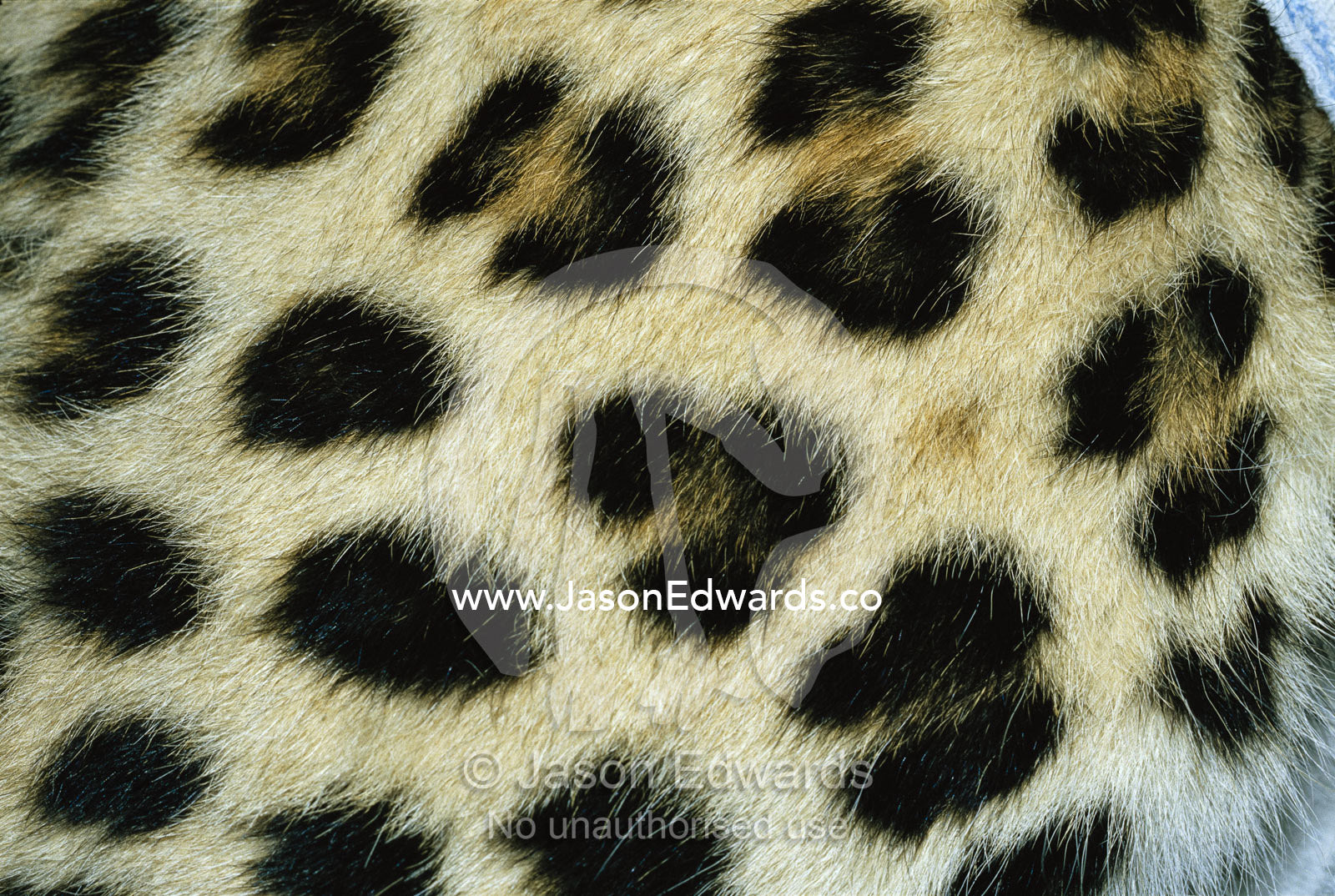 Close view of Persian leopard fur markings. Zoological Board of Victoria, Melbourne, Australia.