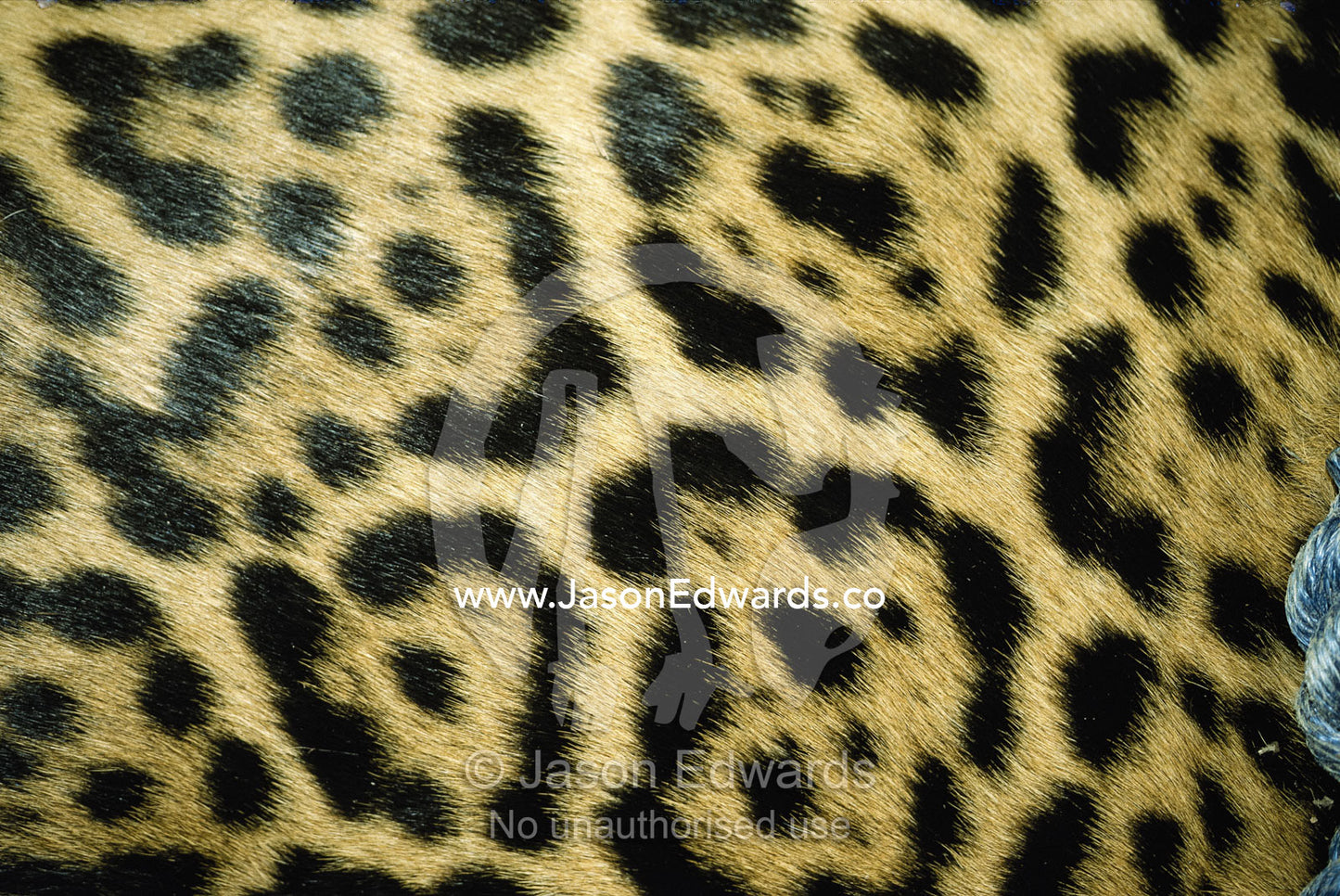 Close view of jaguar fur markings. Zoological Board of Victoria, Melbourne, Australia.