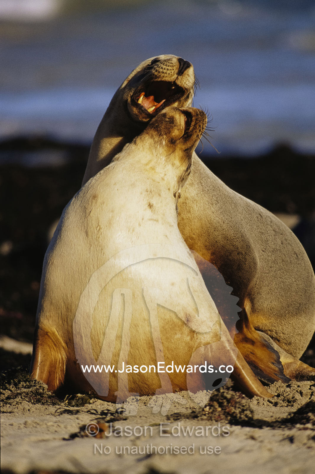 A bull Australian sea lion play fights and serenades his mate. Seal Bay, Kangaroo Island, South Australia, Australia.
