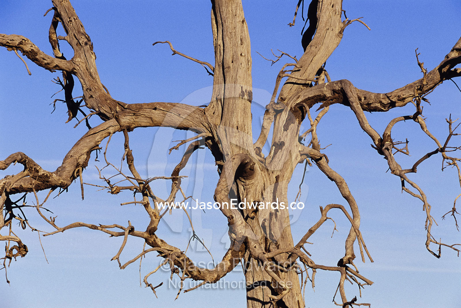A drought-stricken tree holds out skeletal branches to the sky. Denniliquin, New South Wales, Australia.