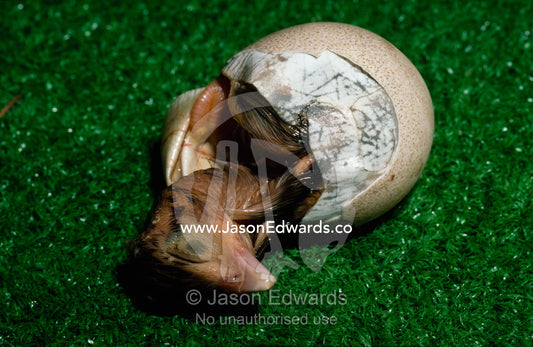 A helmeted guineafowl chick breaks free of it's eggshell. Melbourne Zoo, Victoria, Australia.