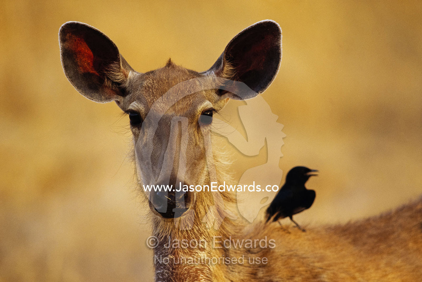An alert sambar deer is an attractive perch for a fork-tailed drongo. Ranthambhore National Park, India.