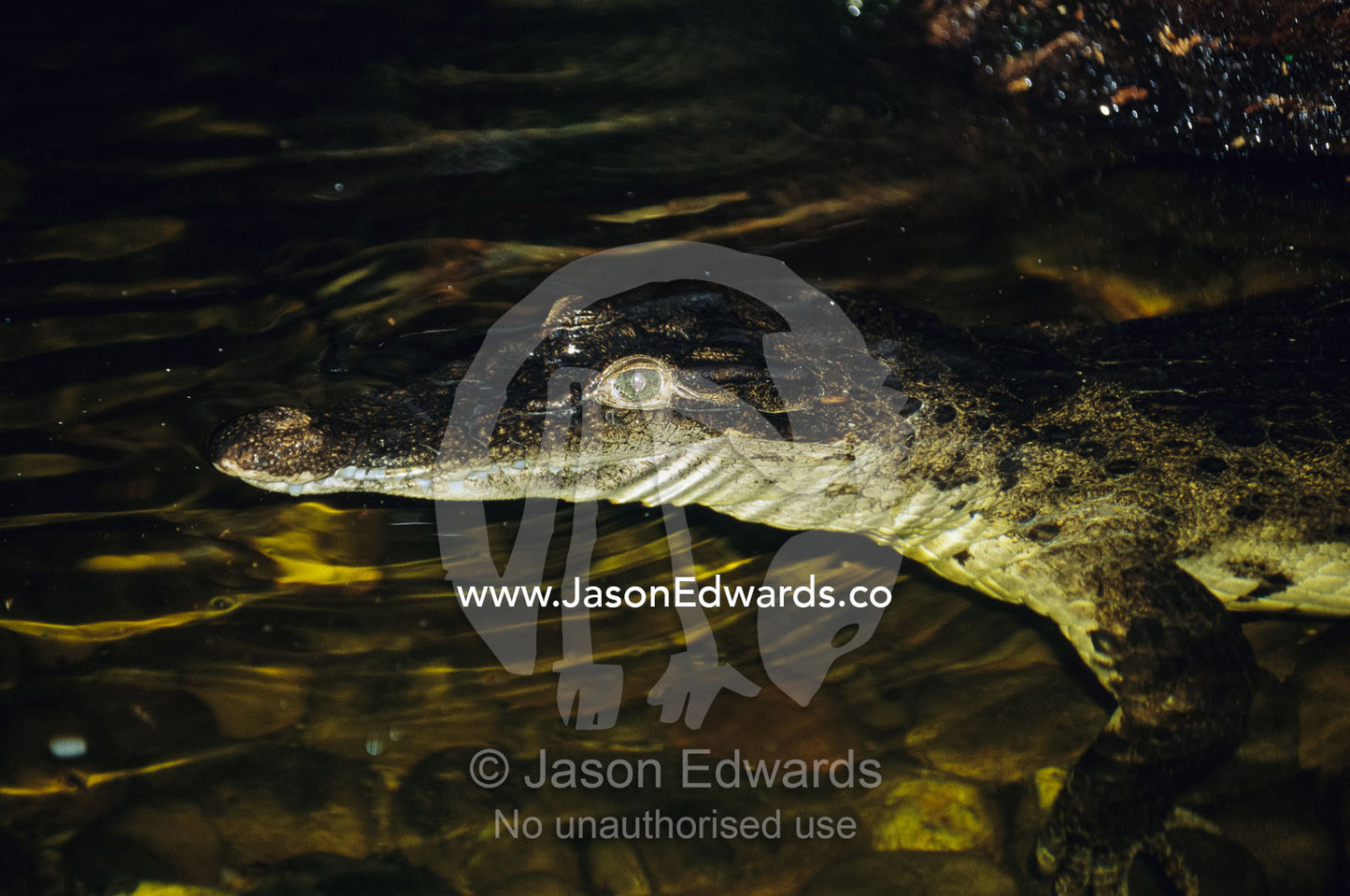 An endangered Phillipine crocodile floats on the surface of a pond. Melbourne Zoo, Victoria, Australia.