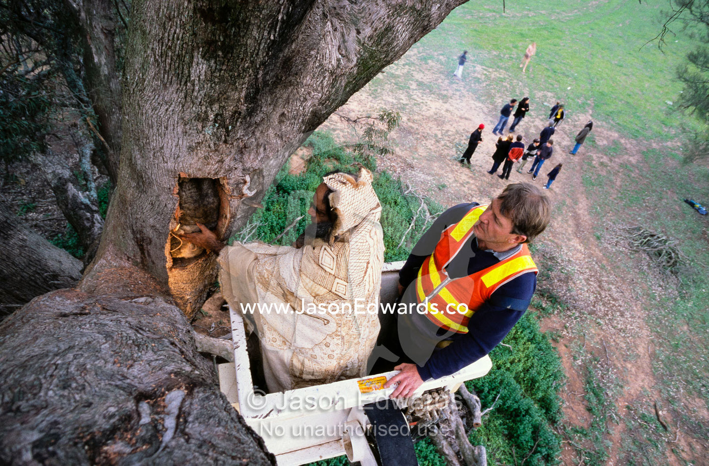 Aborigines re-bury the remains of the Jaara baby in a tree trunk. Near Melbourne, Australia.
