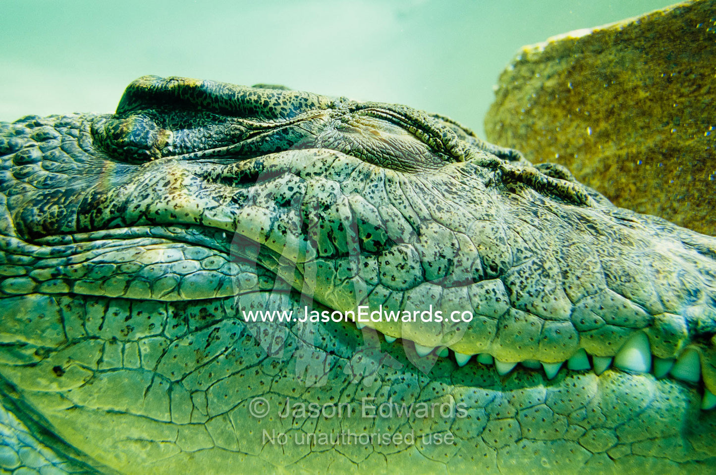 Close view of the head of an estuarine saltwater crocodile underwater. Alice Springs, Northern Territory, Australia.