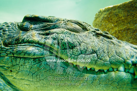 Close view of the head of an estuarine saltwater crocodile underwater. Alice Springs, Northern Territory, Australia.