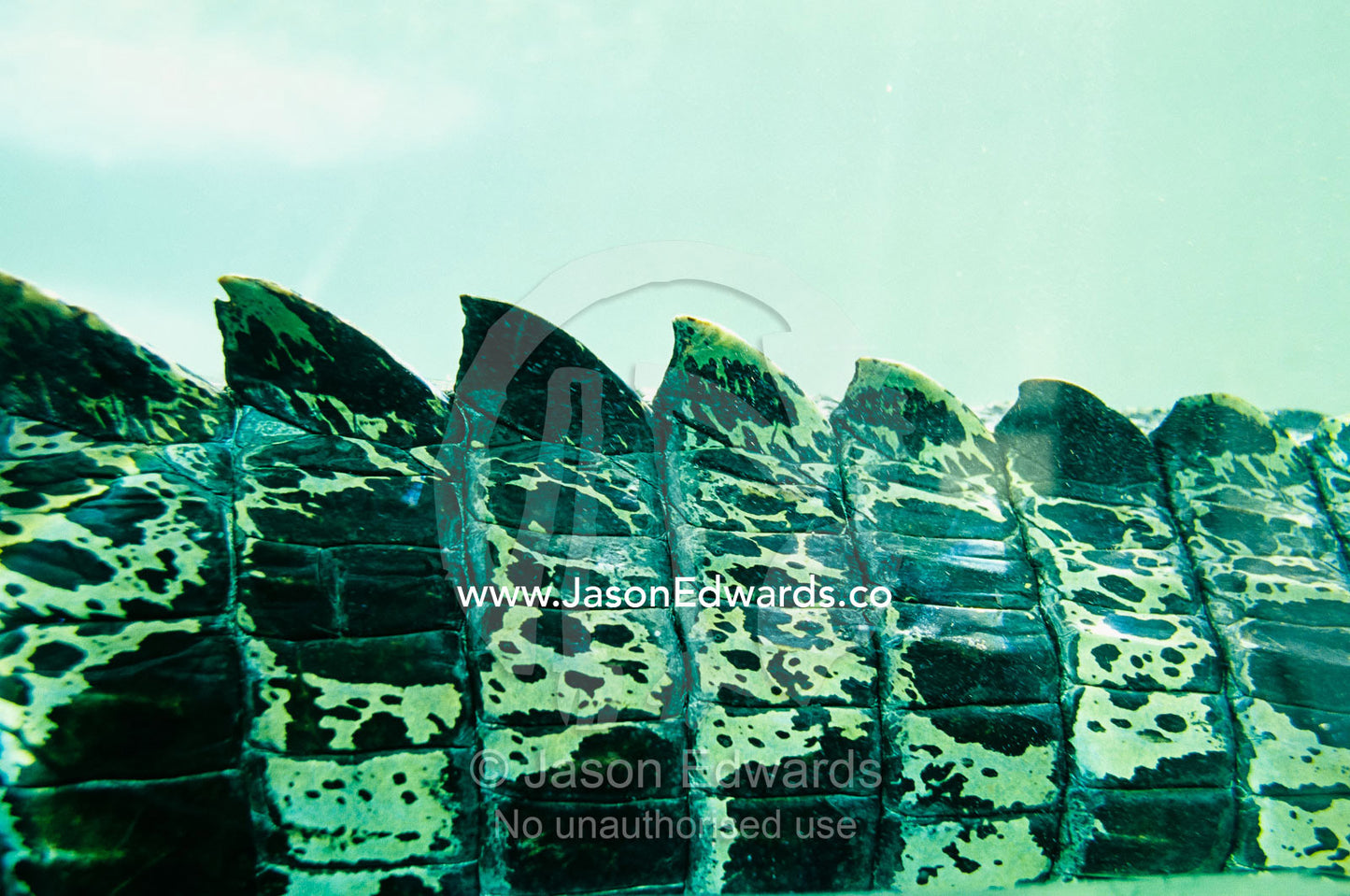 Close view of tail scale ridges of a saltwater crocodile underwater. Alice Springs, Northern Territory, Australia.