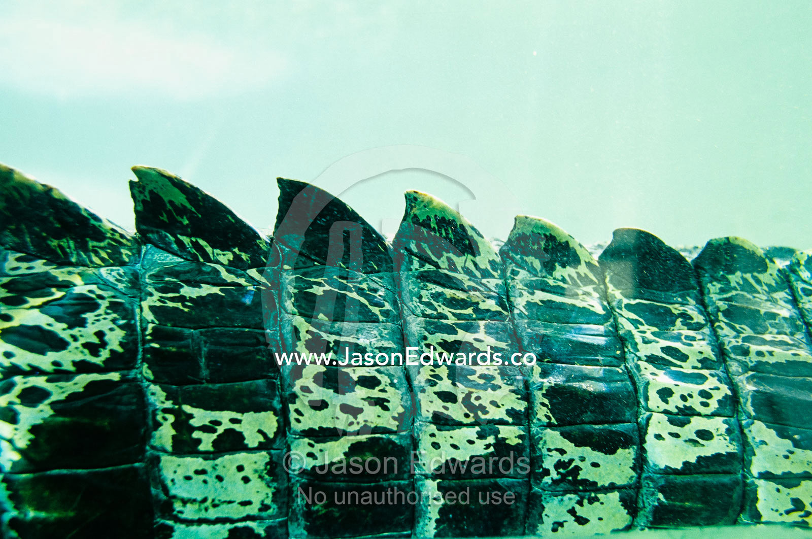 Close view of tail scale ridges of a saltwater crocodile underwater. Alice Springs, Northern Territory, Australia.