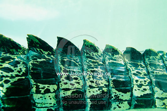 Close view of tail scale ridges of a saltwater crocodile underwater. Alice Springs, Northern Territory, Australia.