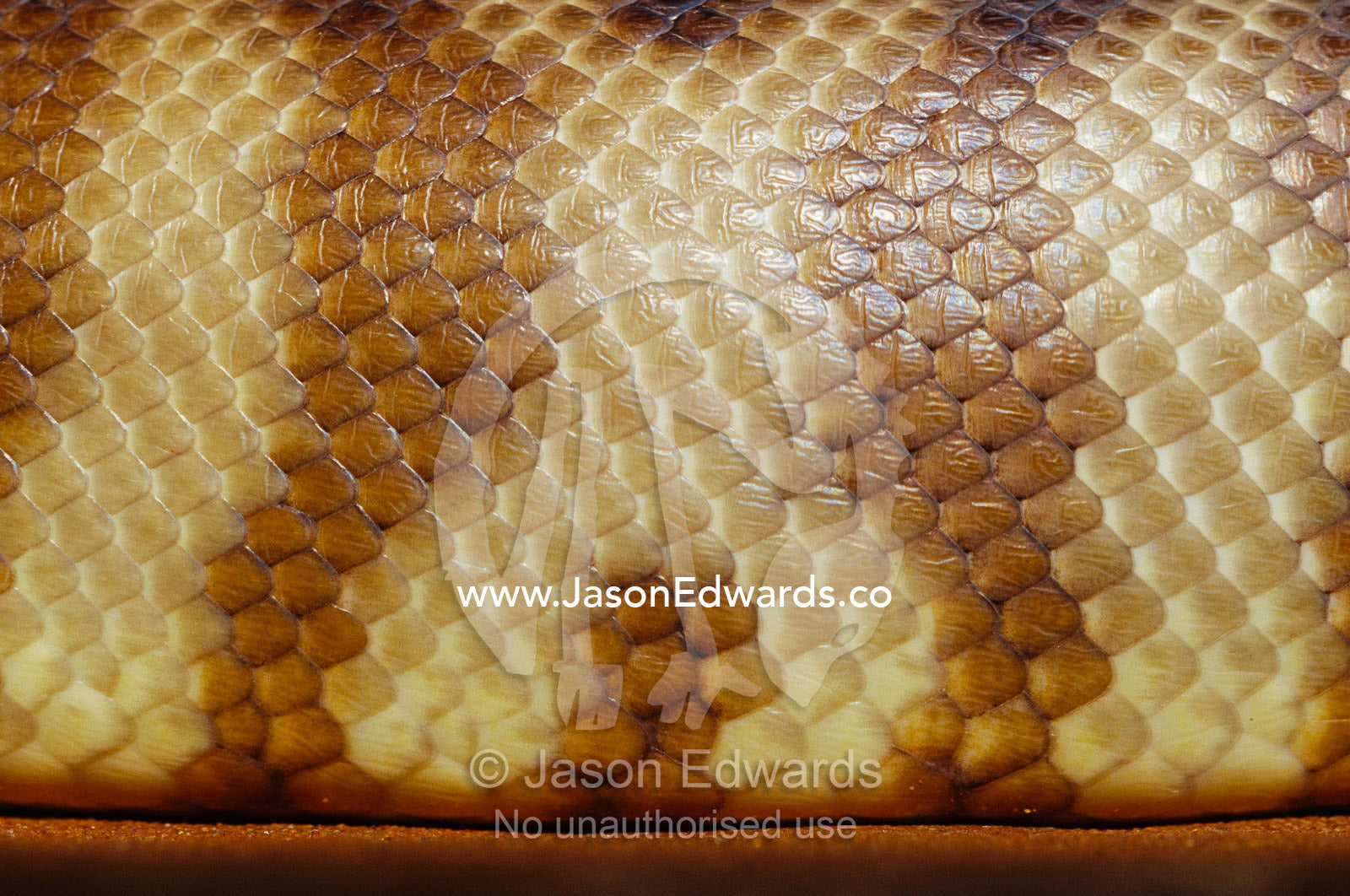 A close view of the scales of a woma python, Aspidites ramsayi. Alice Springs Desert Park, Northern Territory, Australia.