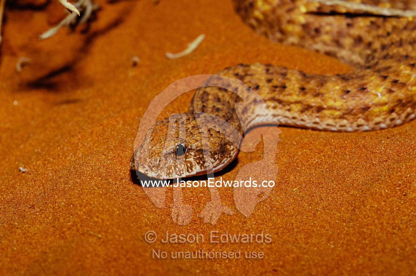A desert death adder, Acanthophis pyrrhus, lying on warm sand. Alice Springs Desert Park, Northern Territory, Australia.