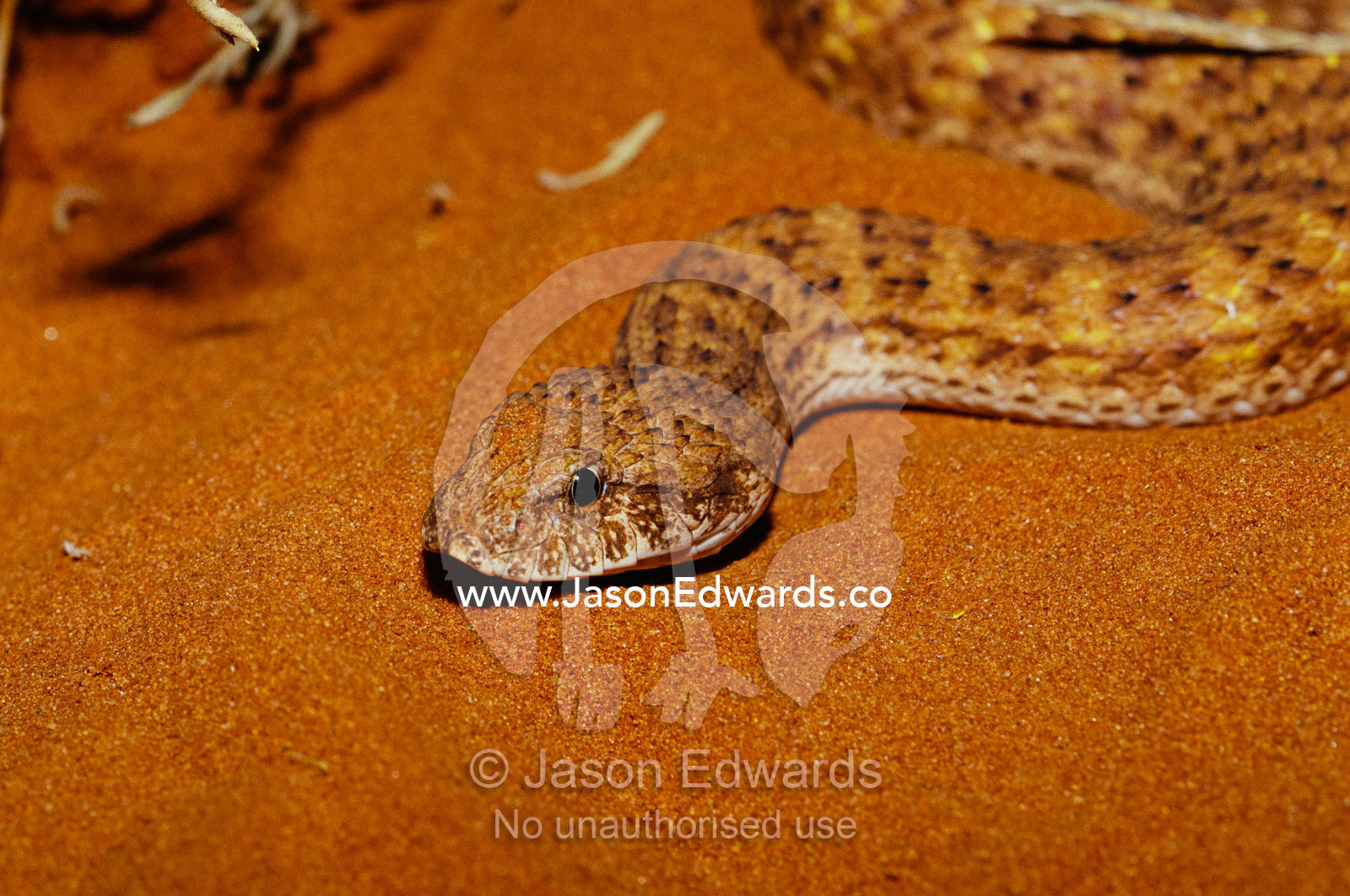 A desert death adder, Acanthophis pyrrhus, lying on warm sand. Alice Springs Desert Park, Northern Territory, Australia.