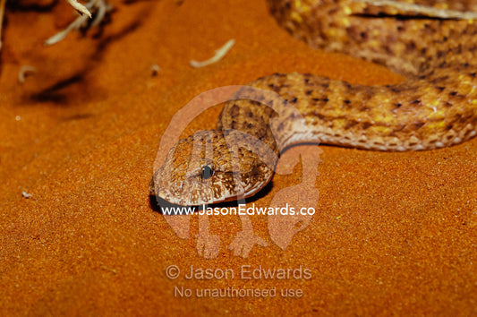 A desert death adder, Acanthophis pyrrhus, lying on warm sand. Alice Springs Desert Park, Northern Territory, Australia.
