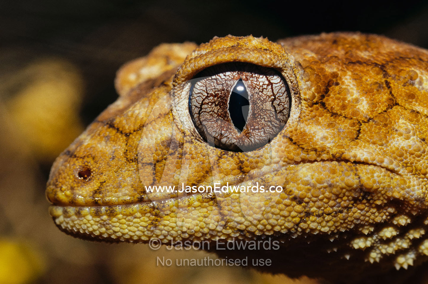 Close view of the head of a rough knob-tail gecko. Alice Springs Desert Park, Northern Territory, Australia.