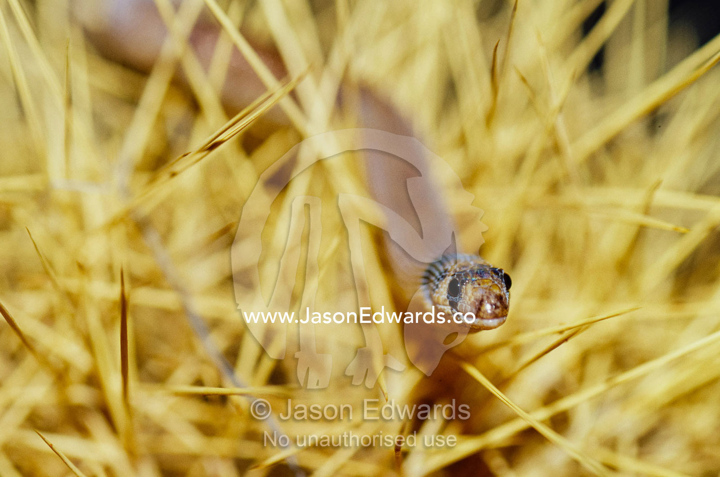 A western hooded scaly foot, Pygopus nigriceps, a legless lizard. Alice Springs Desert Park, Northern Territory, Australia.