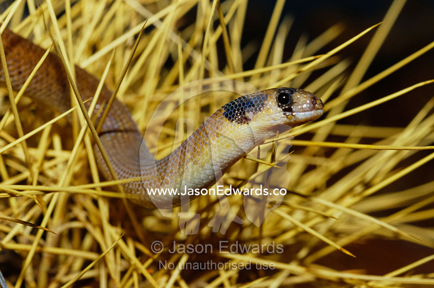 A western hooded scaly foot, Pygopus nigriceps, a legless lizard. Alice Springs Desert Park, Northern Territory, Australia.