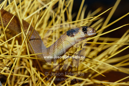 A western hooded scaly foot, Pygopus nigriceps, a legless lizard. Alice Springs Desert Park, Northern Territory, Australia.
