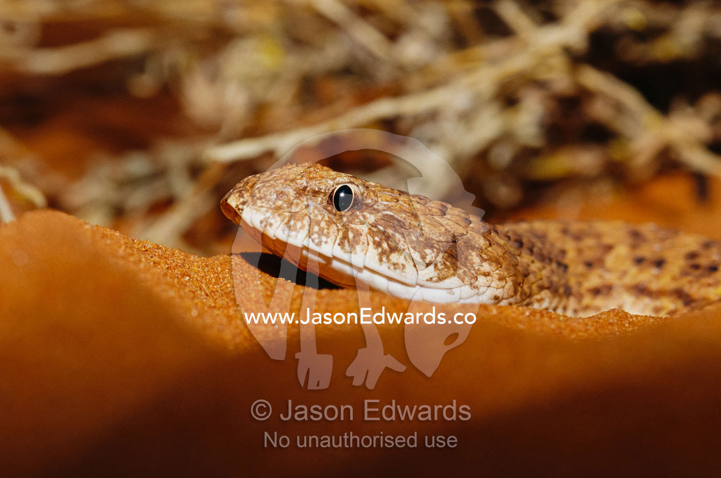 A desert death adder, Acanthophis pyrrhus, lying on warm sand. Alice Springs Desert Park, Northern Territory, Australia.