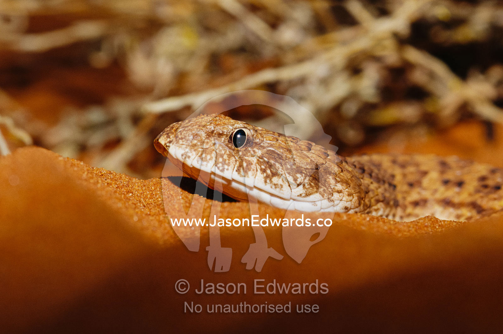 A desert death adder, Acanthophis pyrrhus, lying on warm sand. Alice Springs Desert Park, Northern Territory, Australia.