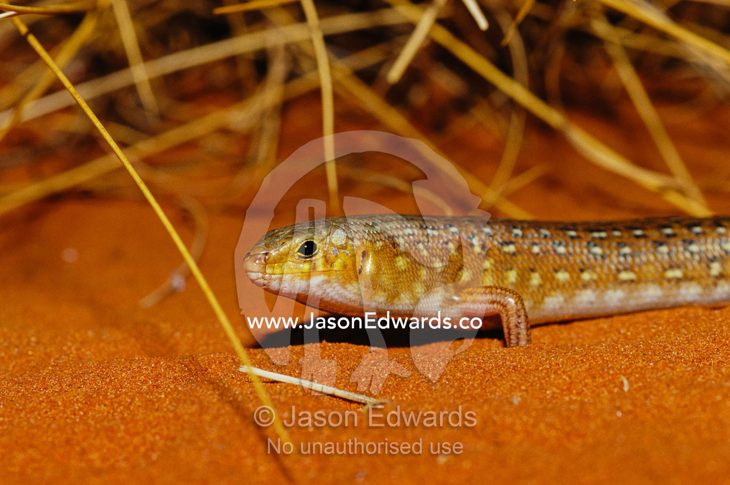 A leopard ctenotus skink resting in red desert sand. Alice Springs Desert Park, Northern Territory, Australia.