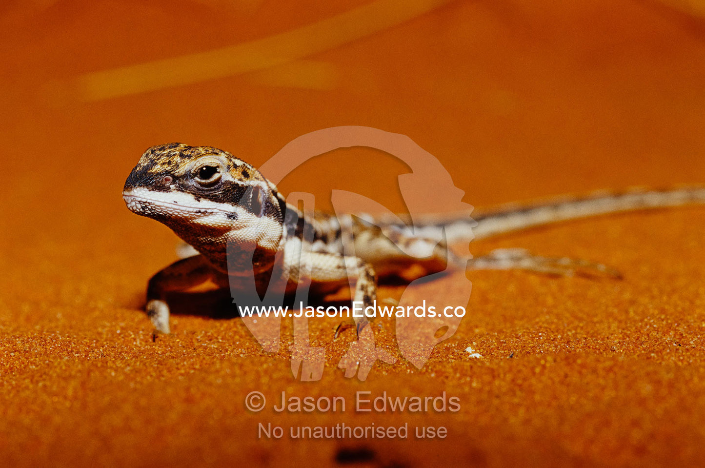 A close view of a military sand dragon on red desert sand. Alice Springs Desert Park, Northern Territory, Australia.