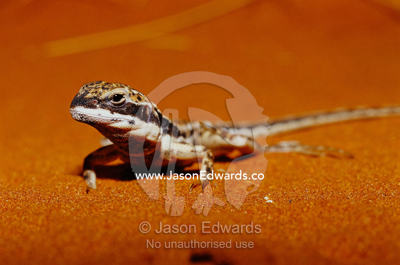 A close view of a military sand dragon on red desert sand. Alice Springs Desert Park, Northern Territory, Australia.