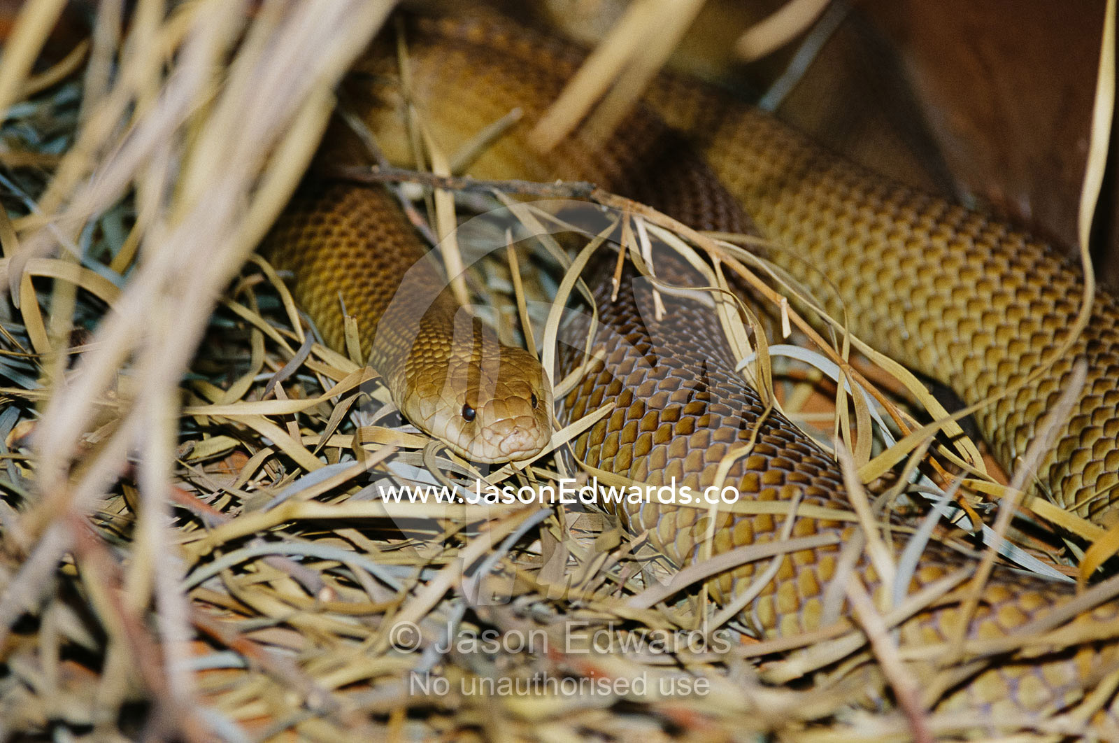 A venomous mulga or king brown snake in a grassy hiding spot. Alice Springs Desert Park, Northern Territory, Australia.