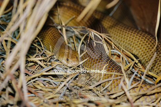 A venomous mulga or king brown snake in a grassy hiding spot. Alice Springs Desert Park, Northern Territory, Australia.