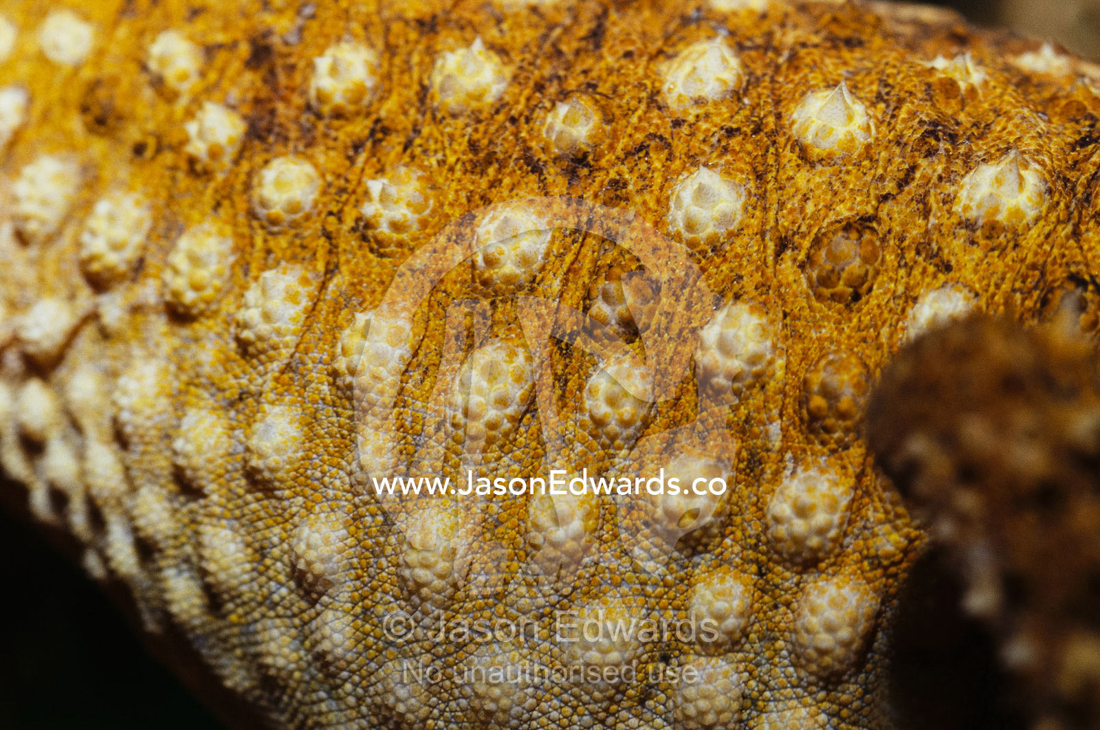 Close view of the skin and scales of a rough knob-tail gecko. Alice Springs Desert Park, Northern Territory, Australia.