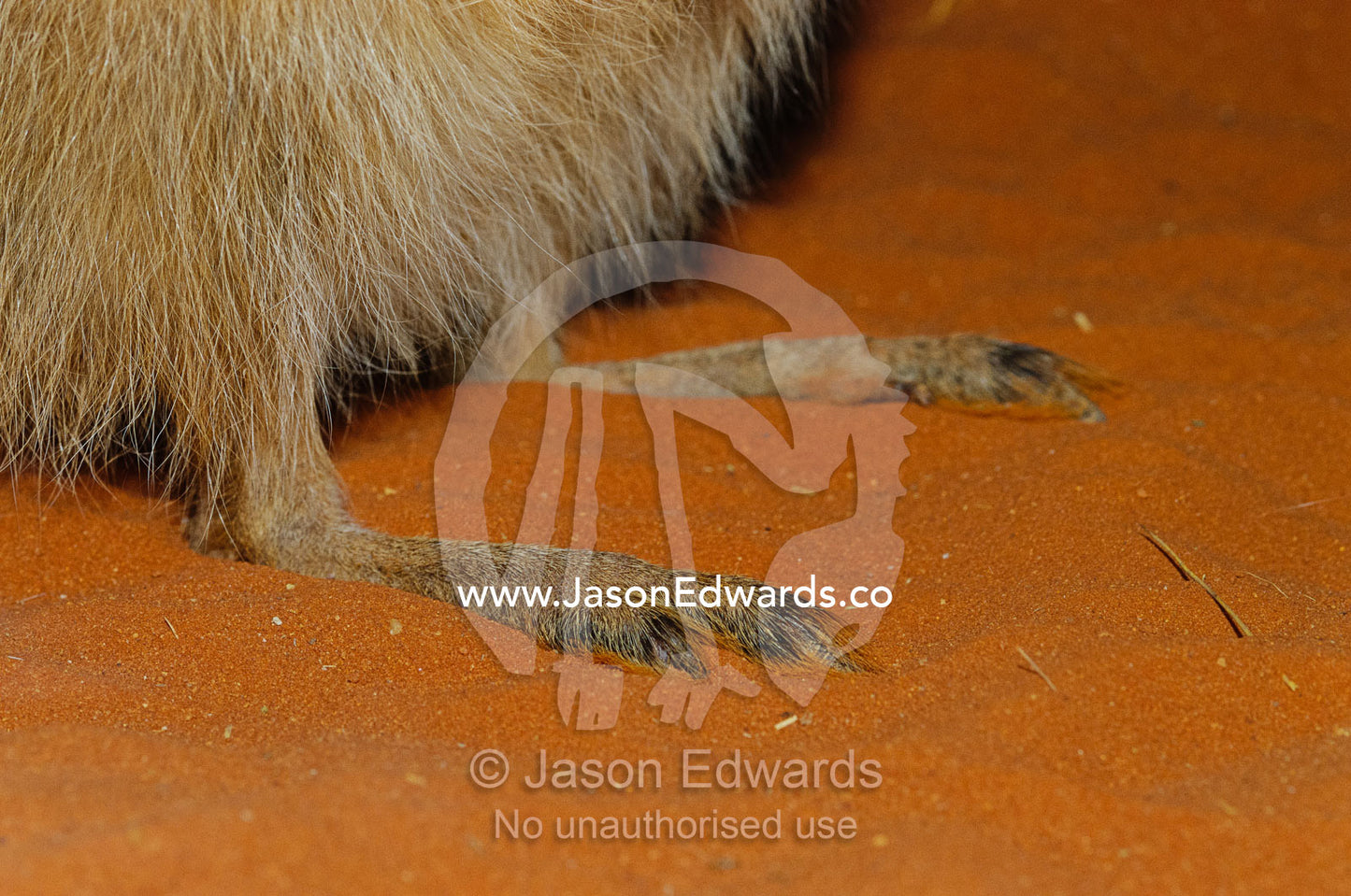 A close view of the feet of an endangered rufous hare wallaby. Alice Springs Desert Park, Northern Territory, Australia.