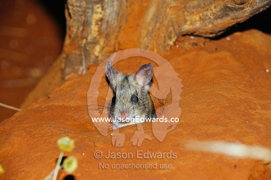 A spinifex hopping mouse in it's burrow entrance. Alice Springs Desert Park, Northern Territory, Australia.