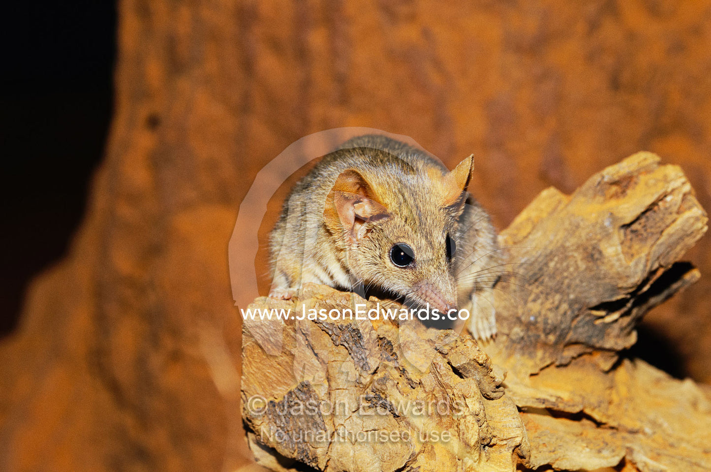 A fat-tailed pseudo-antechinus foraging on a log. Alice Springs Desert Park, Northern Territory, Australia.