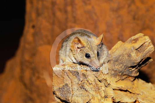 A fat-tailed pseudo-antechinus foraging on a log. Alice Springs Desert Park, Northern Territory, Australia.