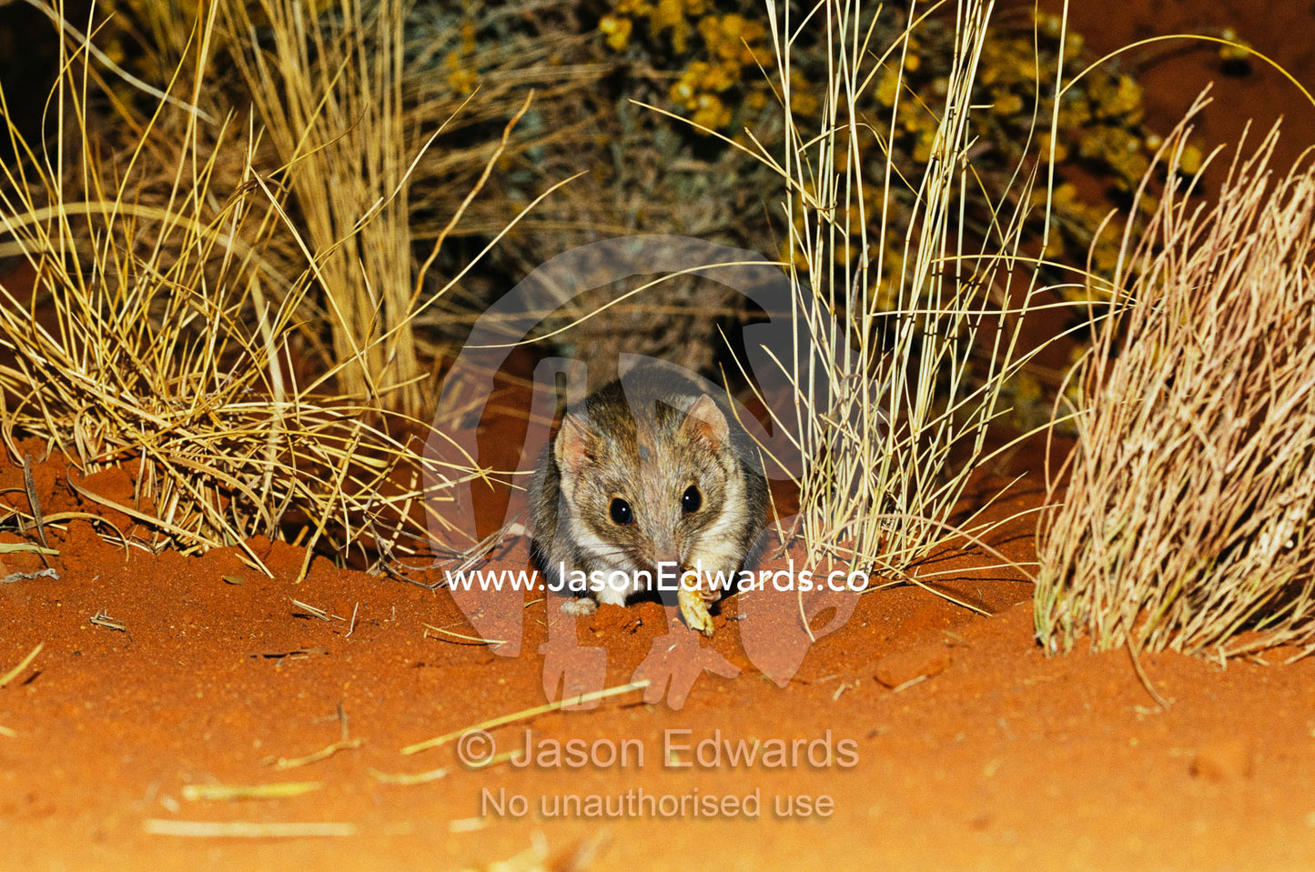 A rare marsupial mulgara feeding on larva near grass tussocks. Alice Springs Desert Park, Northern Territory, Australia.