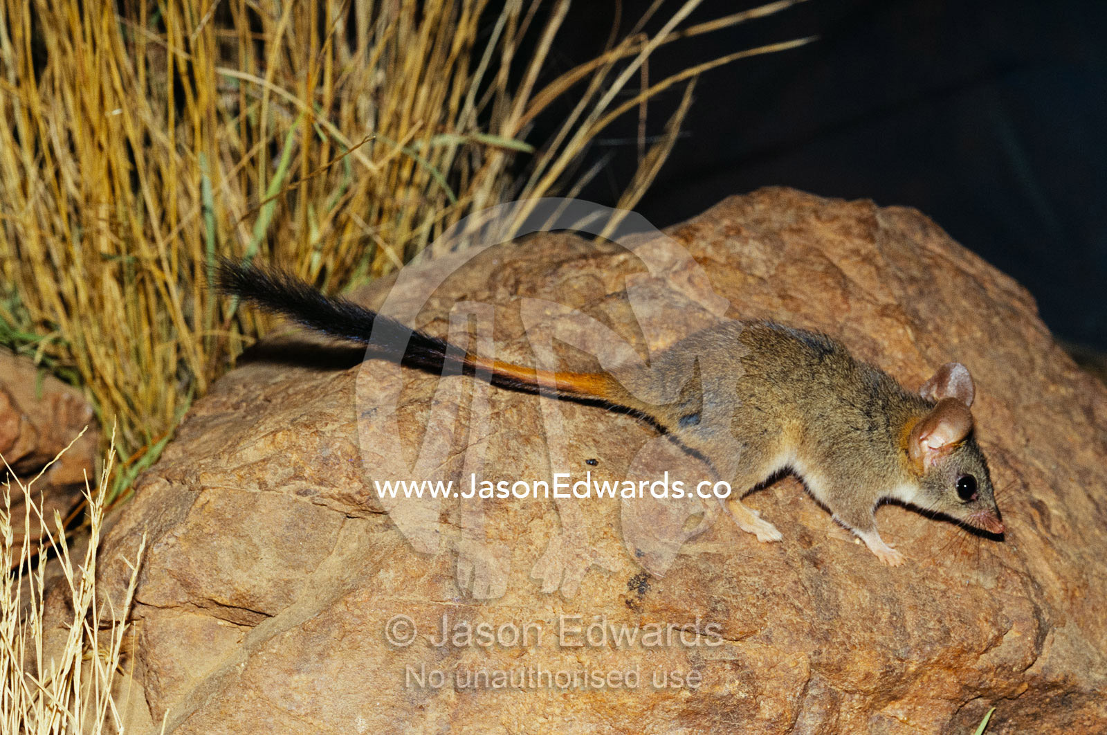 An endangered red-tailed phascogale on a rock near grasses. Alice Springs Desert Park, Northern Territory, Australia.