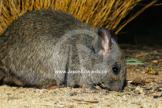 Close view of an endangered greater stick nest rat. Alice Springs Desert Park, Northern Territory, Australia.