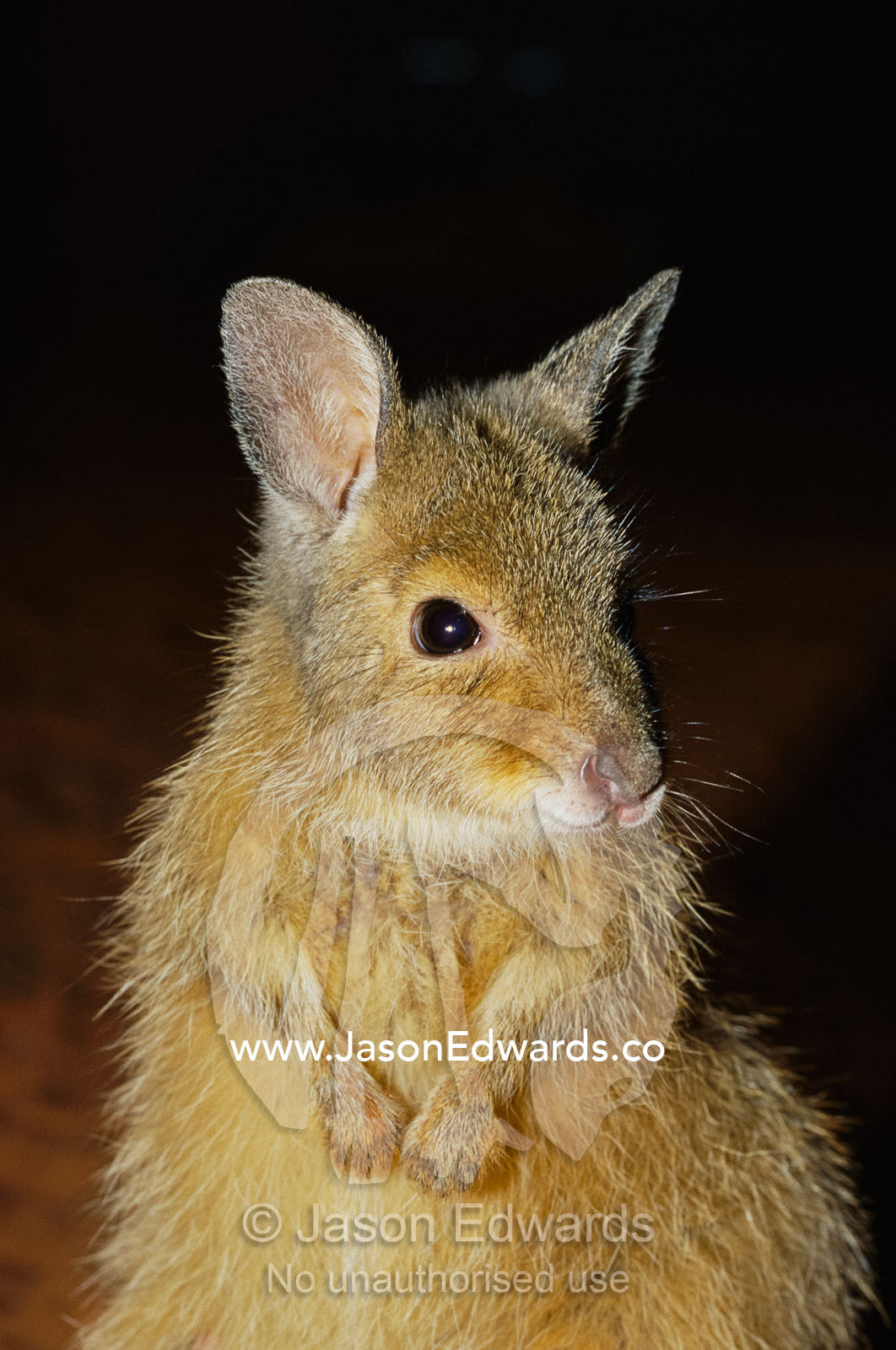 A close view of the endangered rufous hare wallaby. Alice Springs Desert Park, Northern Territory, Australia.