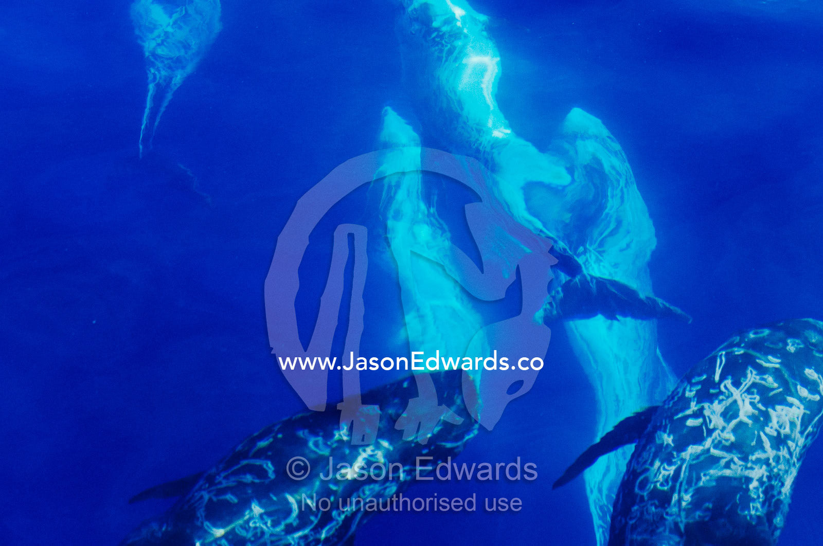 A pod of rare Risso's dolphins swimming along the Continental shelf. Continental shelf off of Eden, New South Wales, Australia.