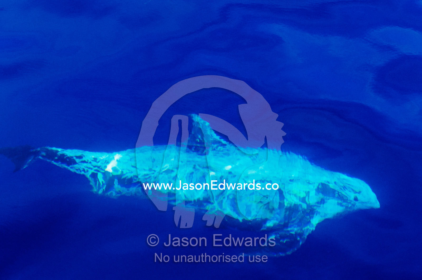 A rare Risso's dolphin swimming along the Continental shelf. Continental shelf off of Eden, New South Wales, Australia.