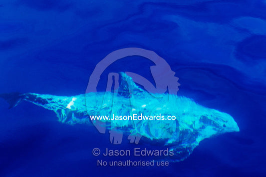 A rare Risso's dolphin swimming along the Continental shelf. Continental shelf off of Eden, New South Wales, Australia.
