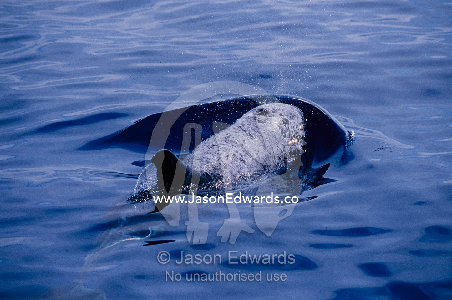 A rare Risso's dolphin surfacing for a breath. (note blow hole) Continental shelf off of Eden, New South Wales, Australia.
