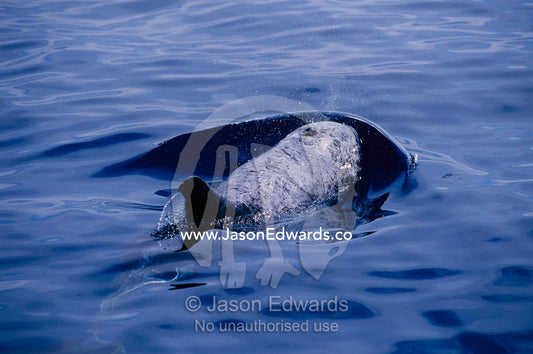 A rare Risso's dolphin surfacing for a breath. (note blow hole) Continental shelf off of Eden, New South Wales, Australia.