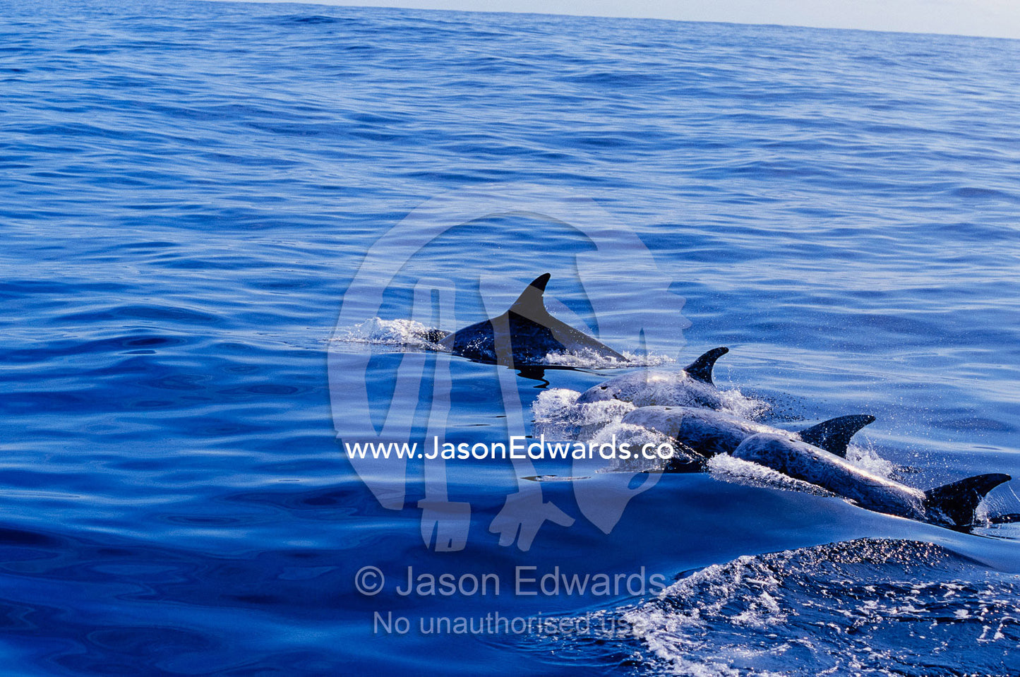 Rare Risso's dolphins swimming at the waters surface. Continental shelf off of Eden, New South Wales, Australia.