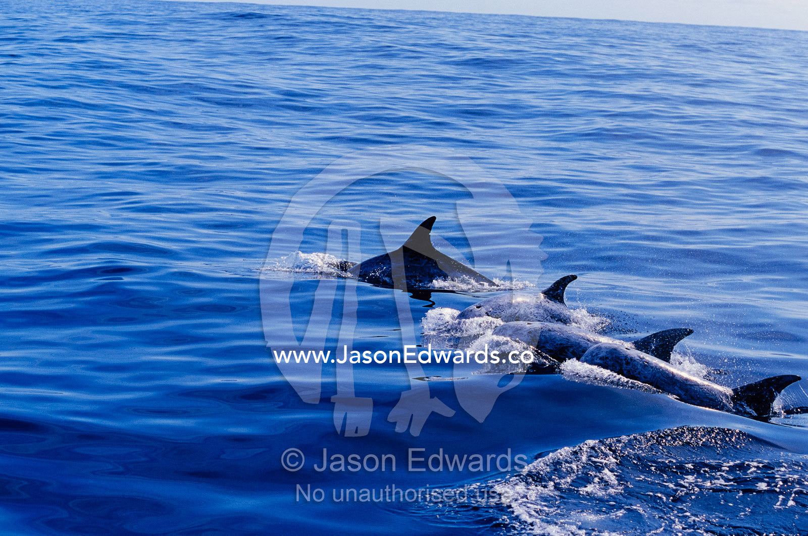 Rare Risso's dolphins swimming at the waters surface. Continental shelf off of Eden, New South Wales, Australia.